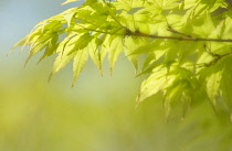 Japanese Maple, Acer.