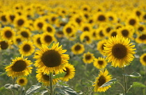 Sunflower, Helianthus.