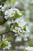 Pear, Pyrus communis.