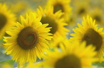 Sunflower, Helianthus.