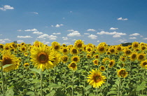 Sunflower, Helianthus.