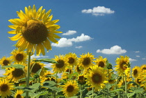 Sunflower, Helianthus.