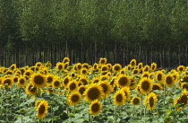 Sunflower, Helianthus.