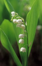 Lily-of-the-valley, Convallaria majalis.