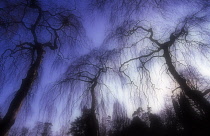 Willow, Weeping willow, Salix babylonica.