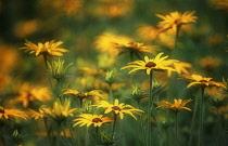 Coneflower, Black-eyed Susan, Rudbeckia.