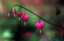 Bleedingheart, Dicentra.