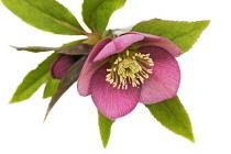 Hellebore, Helleborus.