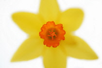 Daffodil, Narcissus.