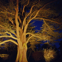 Atlas Cedar, Cedrus atlantica.