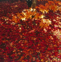 Japanese Maple, Acer palmatum.