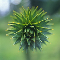 Monkeypuzzletree, Araucaria araucana.