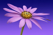 Osteospermum, Cape Daisy.