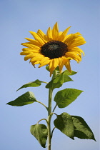 Sunflower, Helianthus.