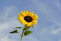 Sunflower, Helianthus.