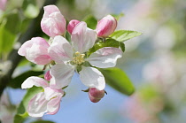 Apple, Malus domestica.