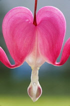 Bleedingheart, Dicentra spectabilis.