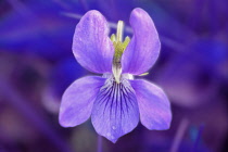 Violet, Sweet violet, Viola odorata.