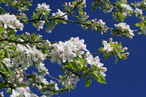 Apple, Malus domestica.