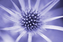 Sea Holly, Eryngium bourgatii.