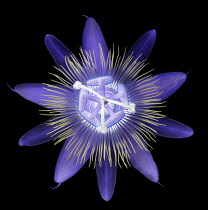 Passion flower, Passiflora caerulea.