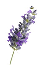 Lavender, Lavandula augustifolia.