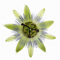 Passion flower, Passiflora caerulea.