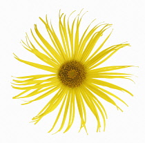 Inula, Inula hookeri.