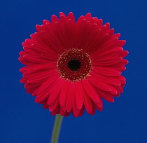 Gerbera.