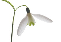 Snowdrop, Galanthus nivalis.