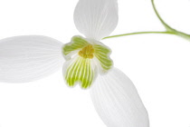 Snowdrop, Galanthus.