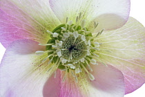 Hellebore, Helleborus.