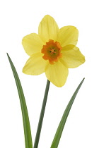 Daffodil, Narcissus.