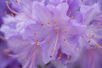 Rhododendron.