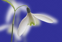 Snowdrop, Galanthus nivalis.