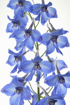 Delphinium.