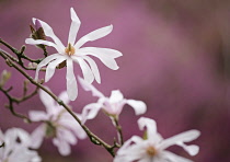 Magnolia, Magnolia x loebneri 'Leonard Messel'.