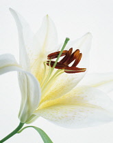 Lily, Lilium.