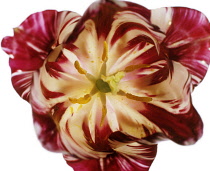 Tulip, Parrot tulip, Tulipa.