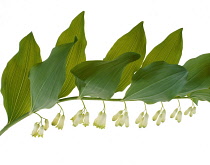 Solomon'sseal, Polygonatum multiflorum.