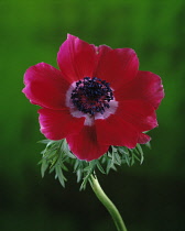 Anemone, Anemone coronaria De Caen.