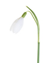 Snowdrop, Galanthus nivalis.