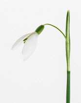 Snowdrop, Galanthus nivalis.