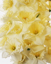 Daffodil, Narcissus.