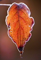 Dogwood, Pacific, Cornus nuttallii.