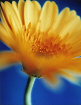 Gerbera.