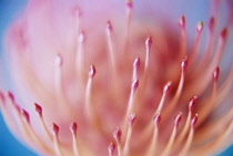 Pincushion, Leucospermum cordifolium.