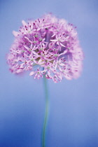 Allium, Allium giganteum.