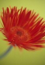 Gerbera.