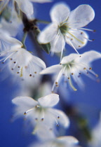 Blackthorn, Sloe, Prunus spinosa.